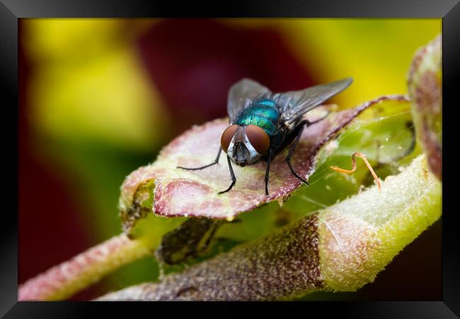 Blue Fly Framed Print by Ed Alexander