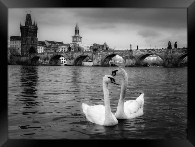 Prague Swans Framed Print by Ed Alexander