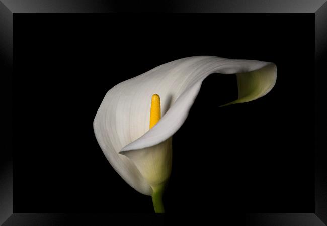 White lily Framed Print by Jane Nesbitt