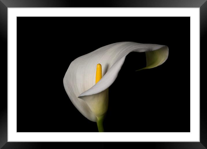 White lily Framed Mounted Print by Jane Nesbitt