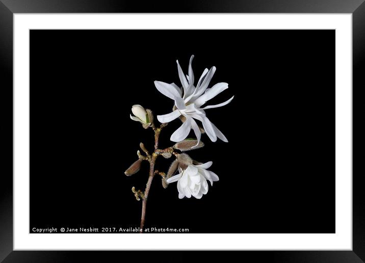 Star Magnolia Framed Mounted Print by Jane Nesbitt