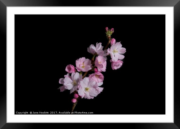 Cherry Blossom Framed Mounted Print by Jane Nesbitt