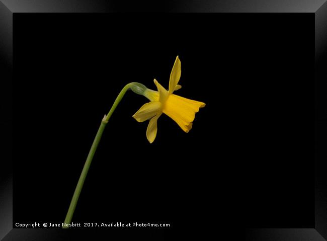 Daffodil Framed Print by Jane Nesbitt