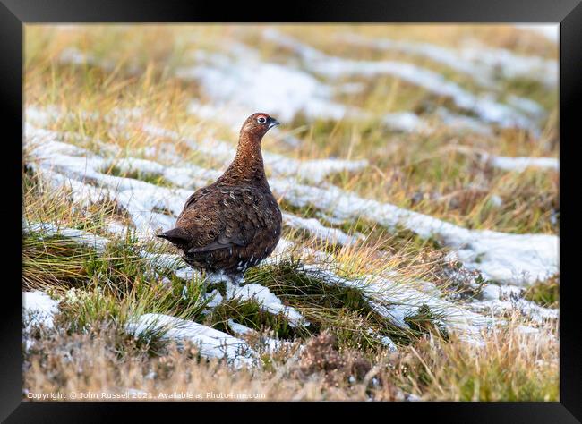 Red Grouse on Snow Framed Print by John Russell