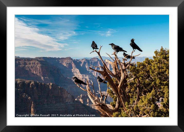 Grand Canyon Raven Framed Mounted Print by John Russell
