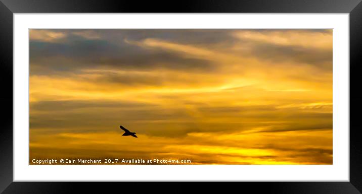 Last Flight of the Day... Framed Mounted Print by Iain Merchant