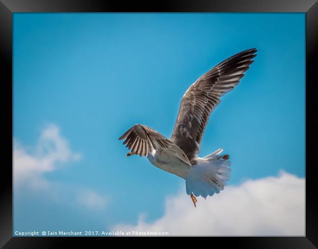 Hanging in the blue... Framed Print by Iain Merchant