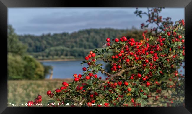 Red Berries on the Lake Framed Print by Iain Merchant