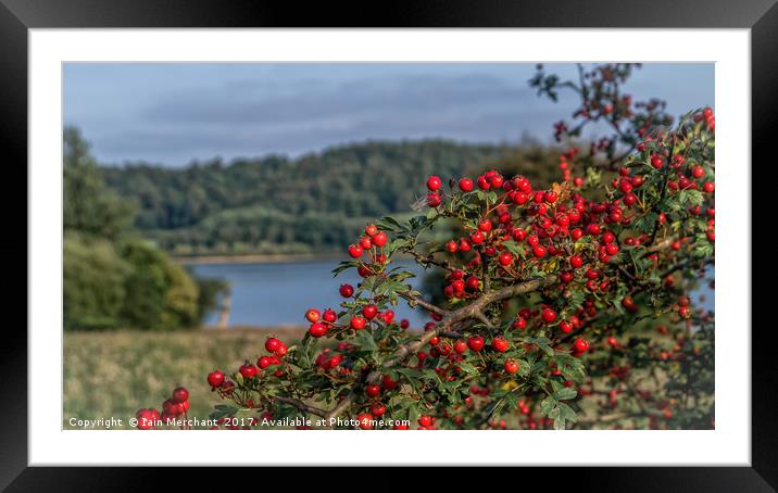 Red Berries on the Lake Framed Mounted Print by Iain Merchant