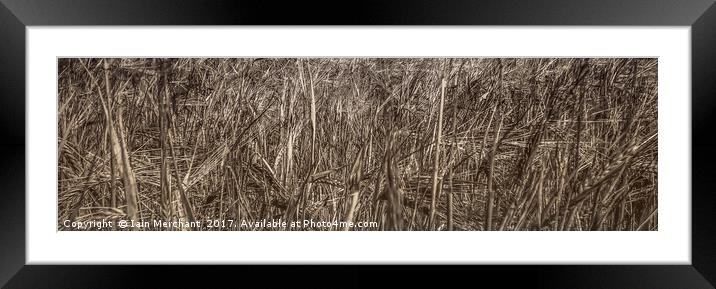 Grasslands Abstract Framed Mounted Print by Iain Merchant