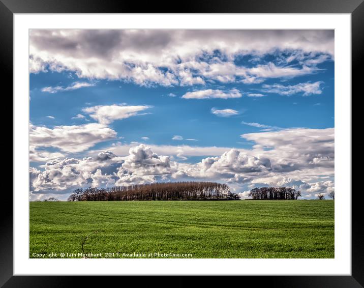 Summer Copse of Trees Framed Mounted Print by Iain Merchant