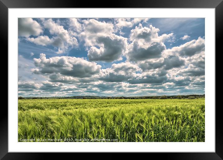Sea of Green Framed Mounted Print by Iain Merchant
