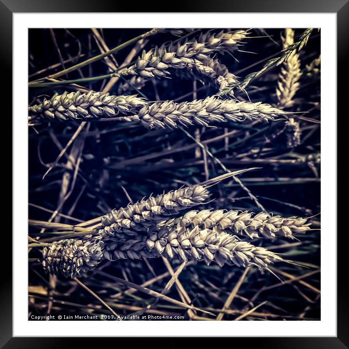 Gothic Corn Abstract Framed Mounted Print by Iain Merchant