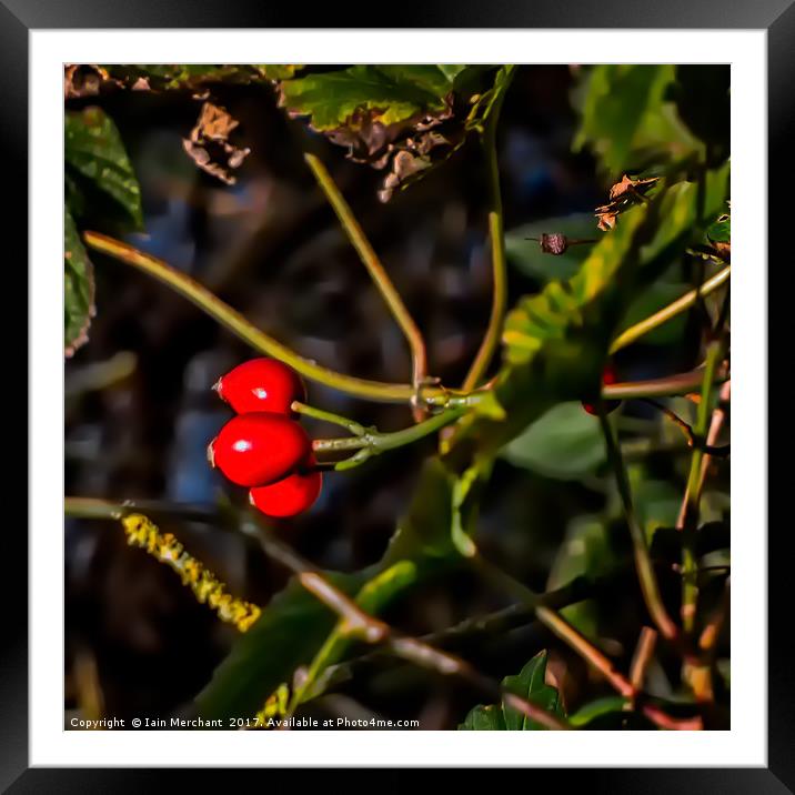 Winter Berries Framed Mounted Print by Iain Merchant