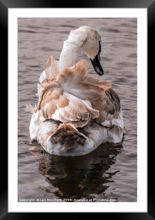 Ruffling Feathers Framed Mounted Print by Iain Merchant