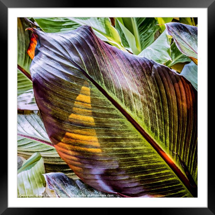 Life in a Leaf Framed Mounted Print by Iain Merchant