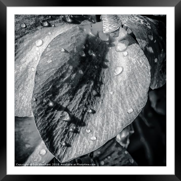 Morning Dew Framed Mounted Print by Iain Merchant