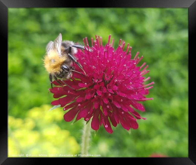 Busy Bee Framed Print by Kevin White