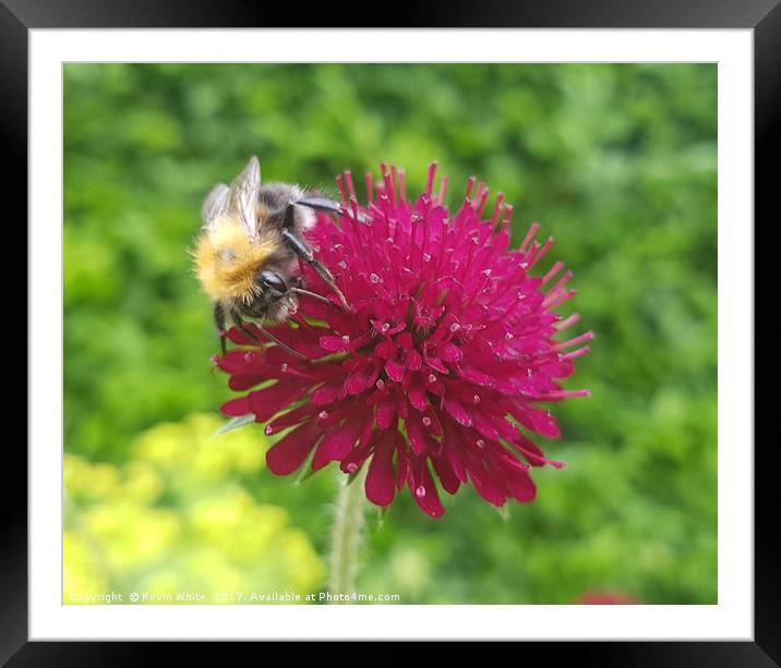 Busy Bee Framed Mounted Print by Kevin White