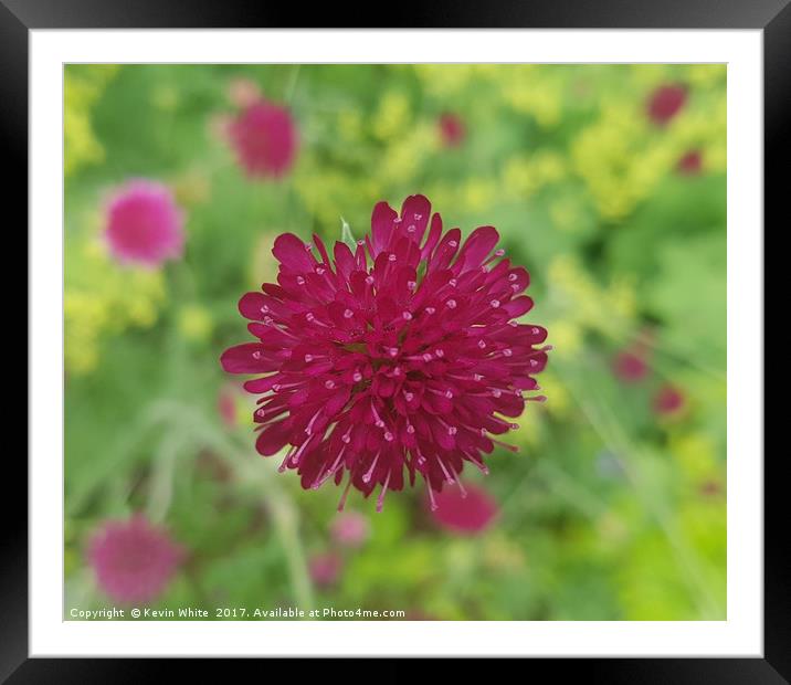 Knautia macedonica Framed Mounted Print by Kevin White