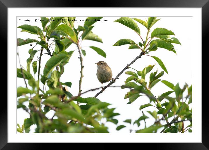 Wren Songbird Bird on a Branch (Troglodytes) Framed Mounted Print by Jason Jones