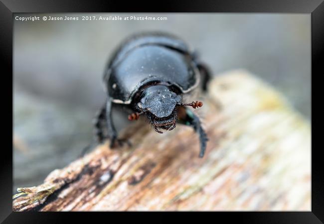 Close-up of a Dor / Dumbledore Dung Beetle Framed Print by Jason Jones