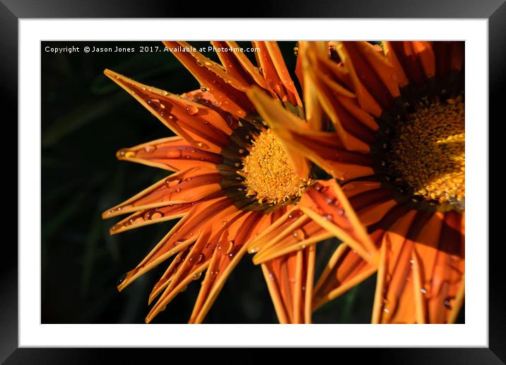 Orange Flower (Close-up) Macro Framed Mounted Print by Jason Jones
