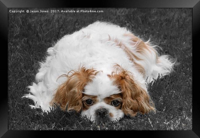 Cavalier King Charles Spaniel Dog Framed Print by Jason Jones