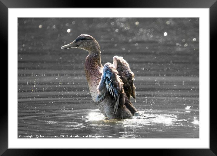 Female Mallard Duck Fapping Her Wings Framed Mounted Print by Jason Jones