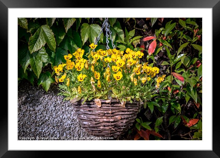 Yellow Pansies In a Hanging Baskets Framed Mounted Print by Jason Jones