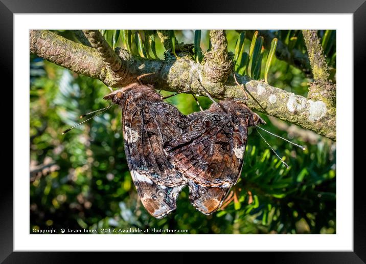 Red Admiral Butterflies Mating Framed Mounted Print by Jason Jones