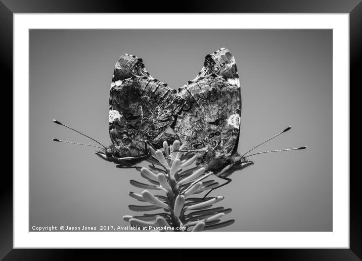 Red Admiral Butterflies Mating Framed Mounted Print by Jason Jones