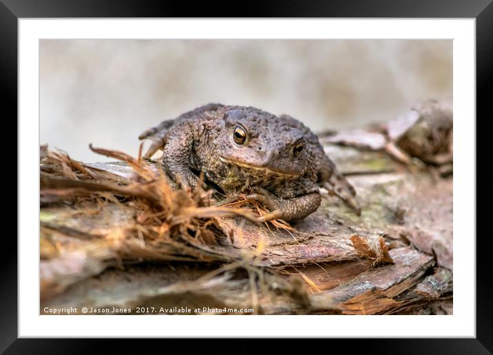 Amphibian, Common British Toad / Frog Framed Mounted Print by Jason Jones