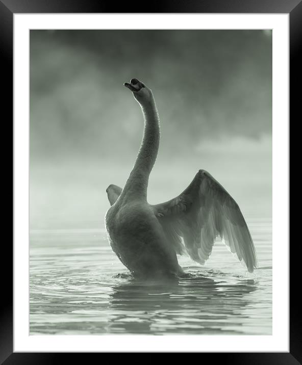 Stretching Swan Framed Mounted Print by David Llewellyn-Jone