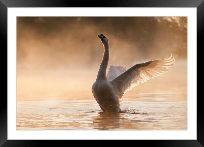 Spread your wings Framed Mounted Print by David Llewellyn-Jone