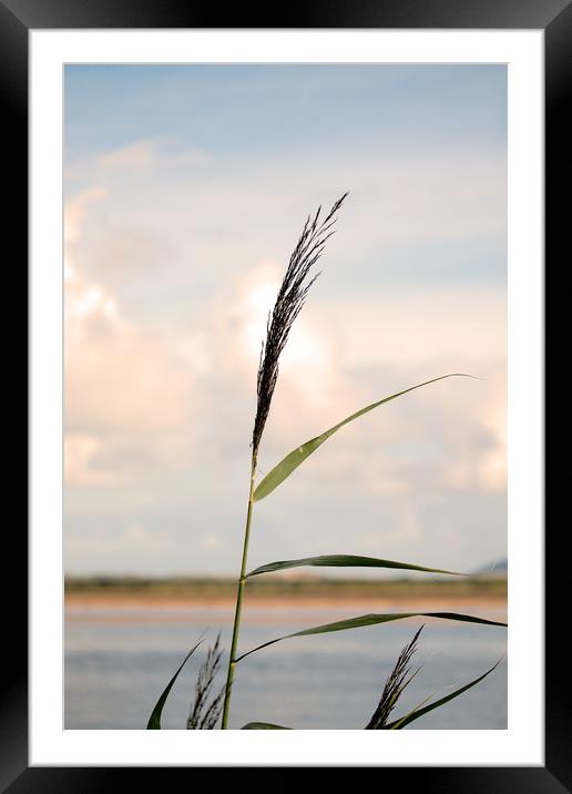 Wild grass. Framed Mounted Print by Simon J Beer