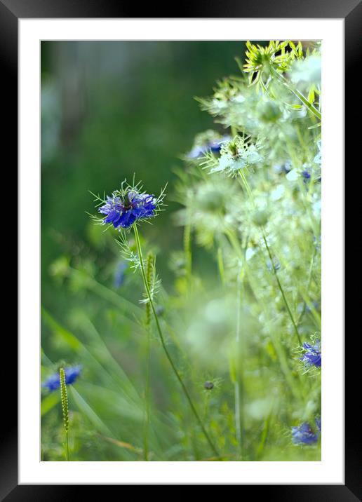 Blue cornflower. Framed Mounted Print by Simon J Beer