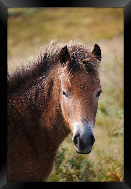Exmoor Pony Framed Print by Simon J Beer