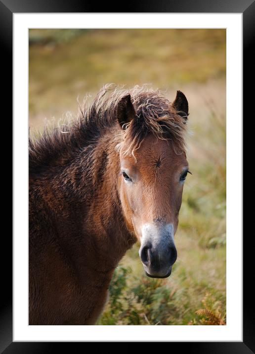 Exmoor Pony Framed Mounted Print by Simon J Beer