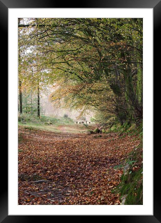 Early Autumn Framed Mounted Print by Simon J Beer