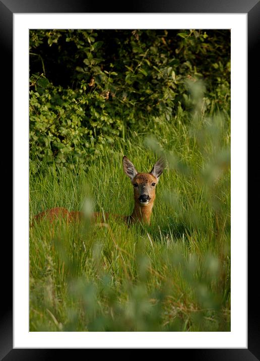 Deer resting Framed Mounted Print by Simon J Beer