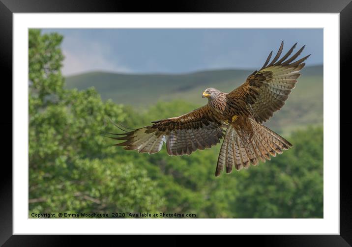 Barcud Coch Red Kite Framed Mounted Print by Emma Woodhouse