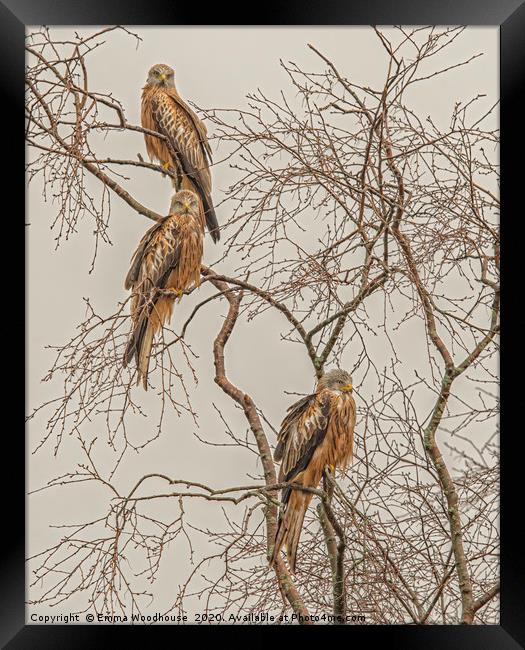 A Trio of Red Kites Framed Print by Emma Woodhouse
