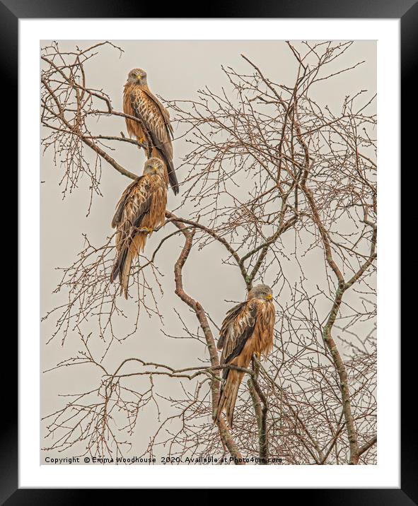A Trio of Red Kites Framed Mounted Print by Emma Woodhouse