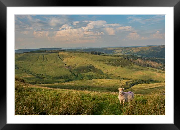 Welsh Mountain Sheep Framed Mounted Print by Emma Woodhouse