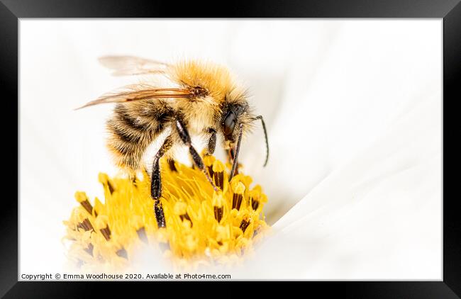 Busy Little Bee Framed Print by Emma Woodhouse