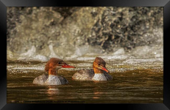 A beautiful pair of female Goosanders Framed Print by Emma Woodhouse