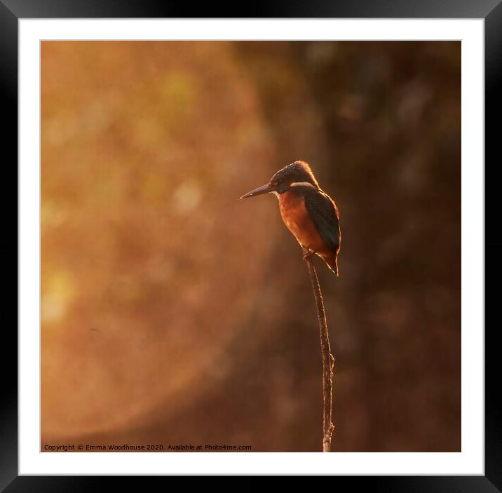 Sunrise Kingfisher Framed Mounted Print by Emma Woodhouse