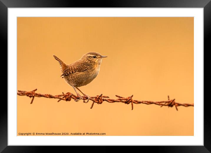 Little Jenny Wren Framed Mounted Print by Emma Woodhouse