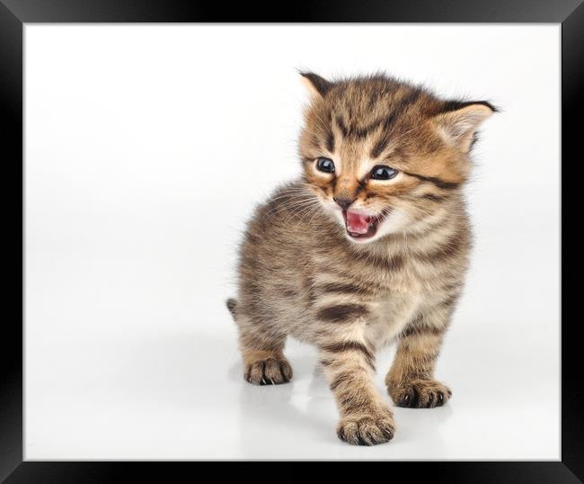 angry mewoing beautiful cute 20 days old kitten si Framed Print by TUAN PHAM